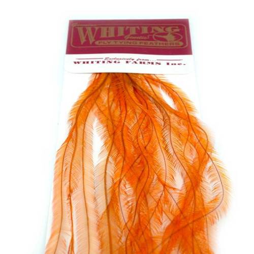 Whiting 100 Pk White dyed Burnt Orange