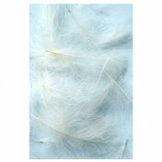 Cul De Canard Banc JMC 3gr.
