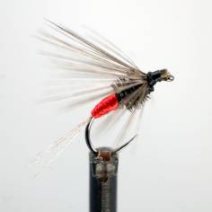Falangista