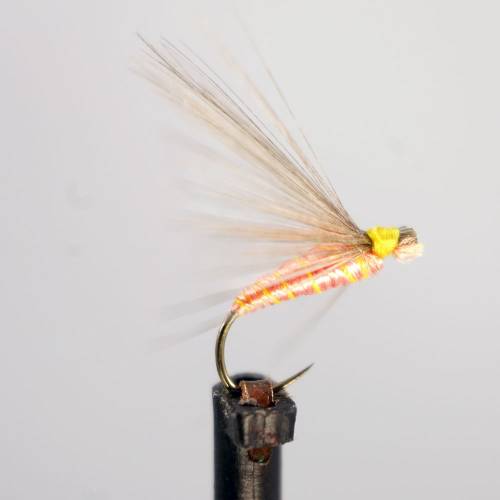 Salmo