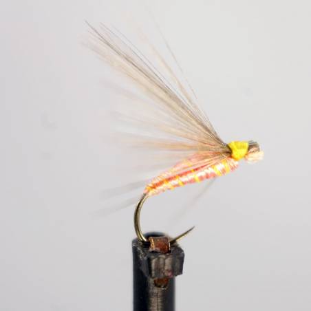 Salmo