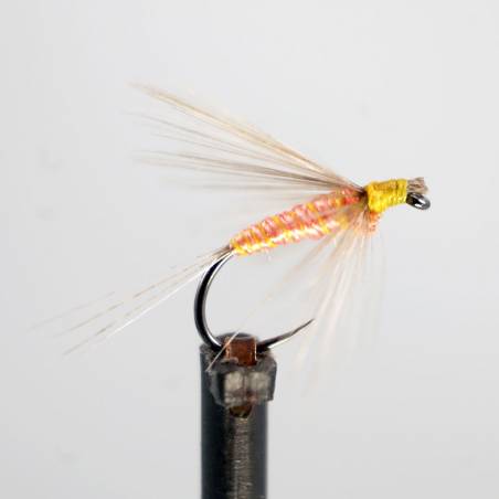 Salmon Indio