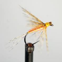 Salmon Pardo