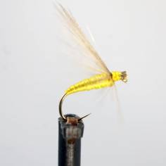 SC Oliva Dorado