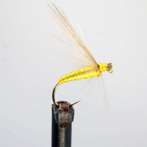 SC Oliva Dorado