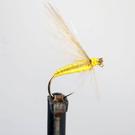 SC Oliva Dorado