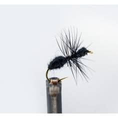 Black Ant