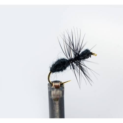 Black Ant