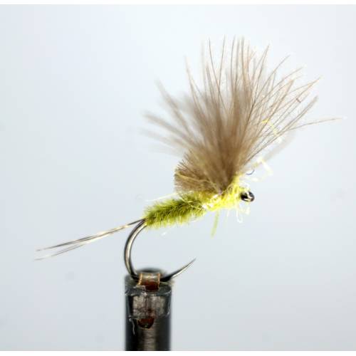 McPhail CdC Olive