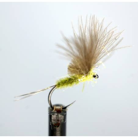 McPhail CdC Olive