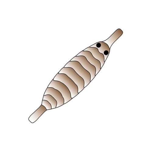 Pro Gammarus Shell Back olive XS