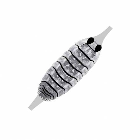 Pro Gammarus SW Saltwater Shellback clear