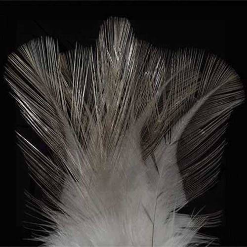 Gallo de León Gris