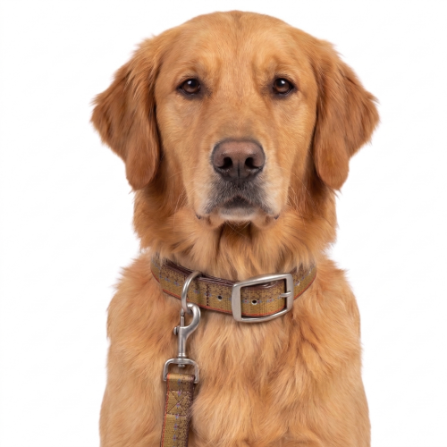 Salty Dog Collar