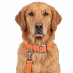Salty Dog Collar