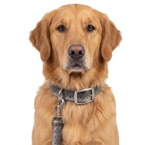 Salty Dog Collar