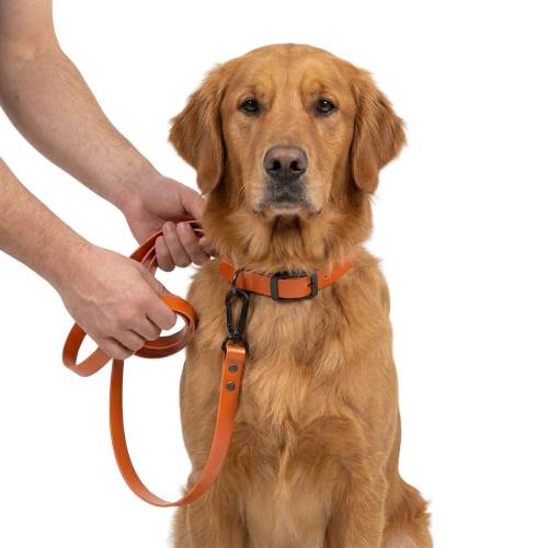 Salty Dog Leash