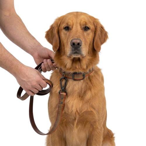 Salty Dog Leash
